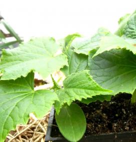 рассада - тип 2