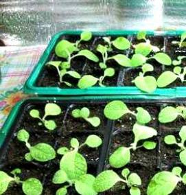 рассада табака - модель 4
