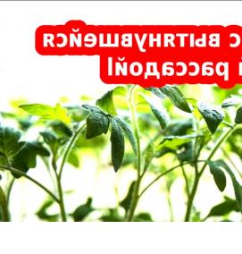 рассада томатов перцев баклажан - тип 1