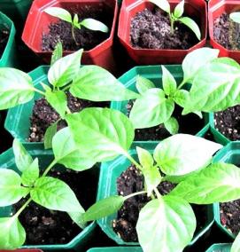 рассада томатов перцев баклажан - тип 4