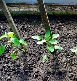 рассада томатов перцев баклажан - тип 3