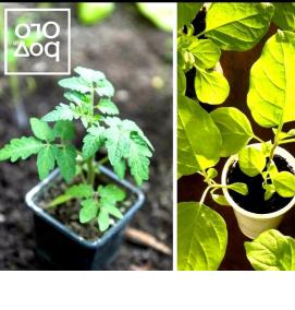 рассада томатов перцев баклажан - тип 2