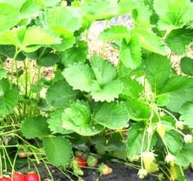 рассада ягод - тип 1