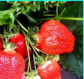 рассада ягод - тип 4