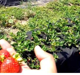 рассада ягод - тип 3