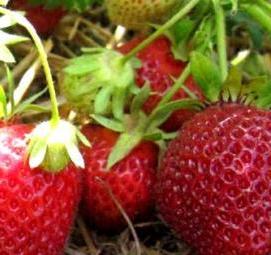 рассада ягод - тип 2