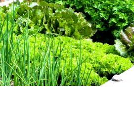 рассада зелени - вариант 1