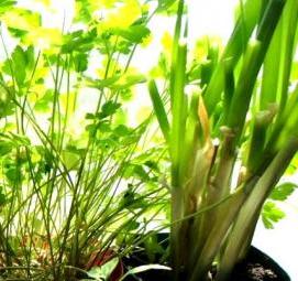 рассада зелени - вариант 3