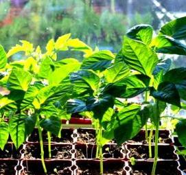 рассада зелени - вариант 2