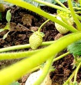 рассада земклуники - вариант 4