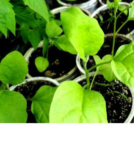 рассада земклуники - вариант 2