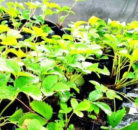 рассада земляники - вариант 1