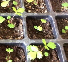 рассада земляники - вариант 4