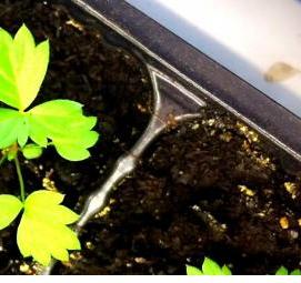 рассада земляники - вариант 3