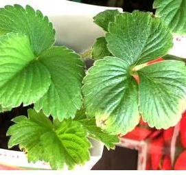 рассада земляники - вариант 2