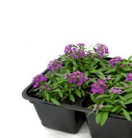 рассаду однолетников - вариант 1