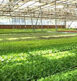 рассаду однолетников - вариант 4