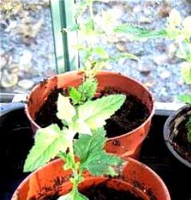 рассаду однолетников - вариант 3