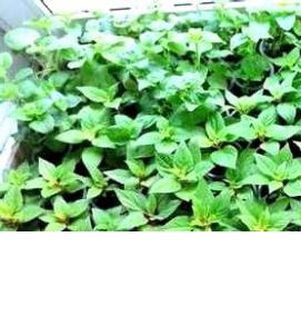 рассаду однолетников - вариант 2