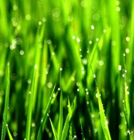 разнотравный газон - тип 2