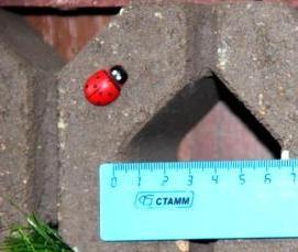 решетка газонная 60x40x10 мм - модель 4