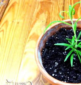 розмарин рассада - модель 4