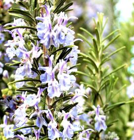 розмарин рассада - модель 3