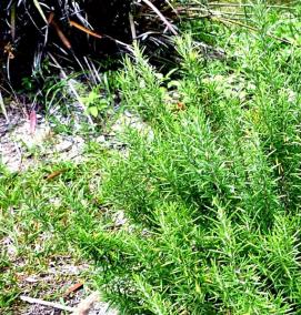 розмарин рассада - модель 2