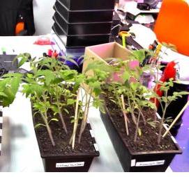 розовая лампа для рассады - тип 2