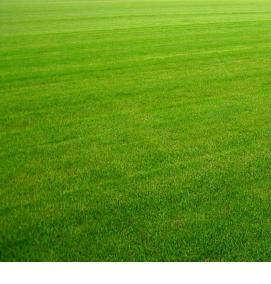 рулонный газон теневыносливый - тип 1