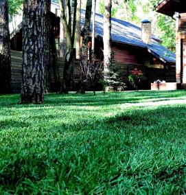 рулонный газон теневыносливый - тип 3