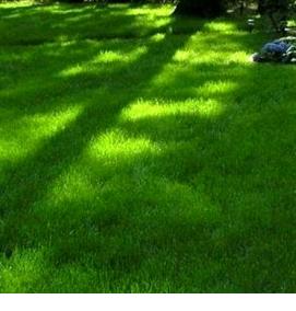 рулонный газон теневыносливый - тип 2