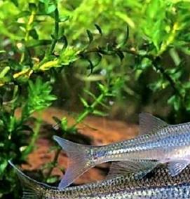 рыбки для искусственного пруда на даче - модель 1