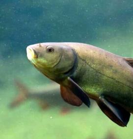 рыбки для искусственного пруда на даче - модель 4