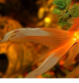 рыбки для искусственного пруда на даче - модель 3