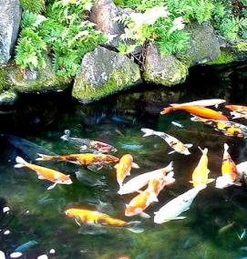 рыбки для искусственного пруда на даче - модель 2