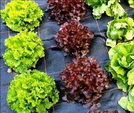 садовый геотекстиль от сорняков - тип 3