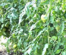 самая надежная теплица - модель 3