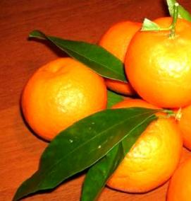 саженцы абхазских мандарин - вариант 3