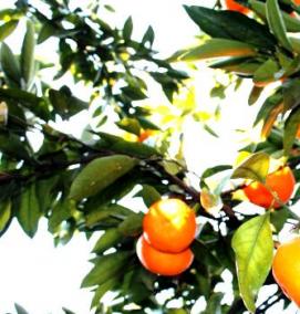 саженцы абхазских мандарин - вариант 2