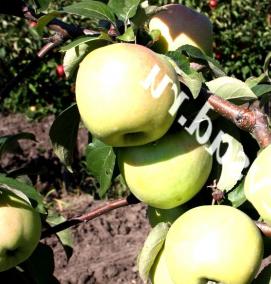 саженцы антоновки обыкновенной - модель 1