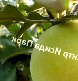 саженцы антоновки обыкновенной - модель 4