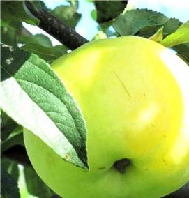 саженцы антоновки обыкновенной - модель 3