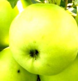 саженцы антоновки обыкновенной - модель 2