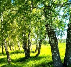 саженцы березы - вариант 1