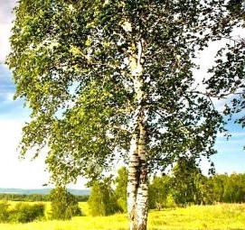 саженцы березы - вариант 3