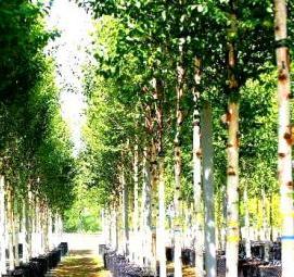 саженцы березы - вариант 2