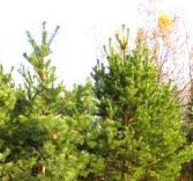 саженцы боярышника крупноплодного - модель 4