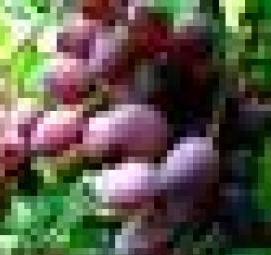 саженцы боярышника крупноплодного - модель 3