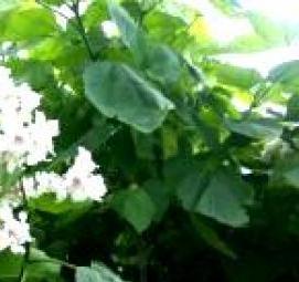 саженцы боярышника крупноплодного - модель 2